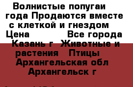 Волнистые попугаи, 2 года.Продаются вместе с клеткой и гнездом. › Цена ­ 2 800 - Все города, Казань г. Животные и растения » Птицы   . Архангельская обл.,Архангельск г.